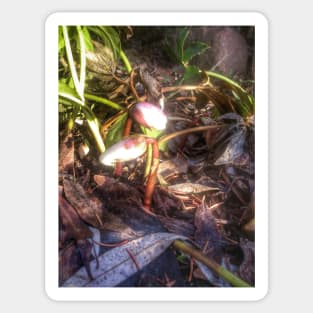 Lenten rose, buds Sticker